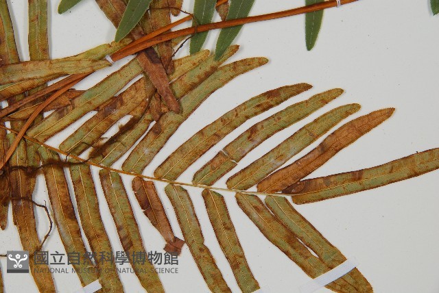 登錄號:P010755藏品圖，第5張