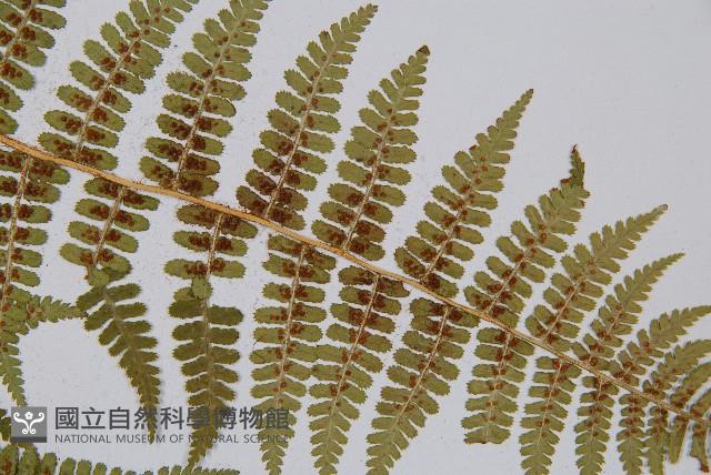 尖齒鱗毛蕨藏品圖，第5張