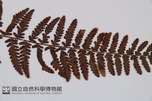 登錄號:P006055藏品圖，第5張