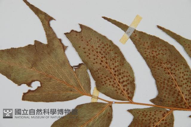 細齒貫眾蕨藏品圖，第5張