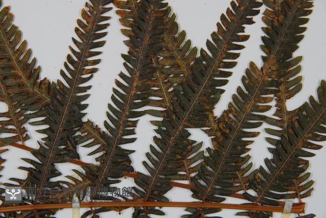 金狗毛蕨藏品圖，第4張