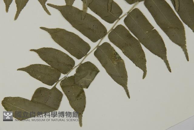 高山鳳丫蕨藏品圖，第5張