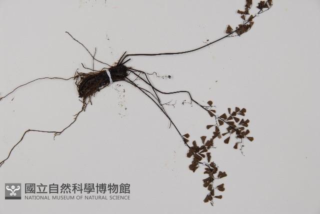 臺灣鐵線蕨藏品圖，第5張