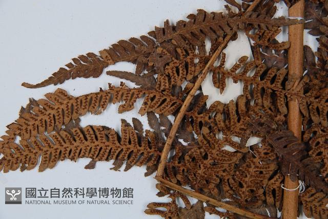 臺灣桫欏藏品圖，第5張