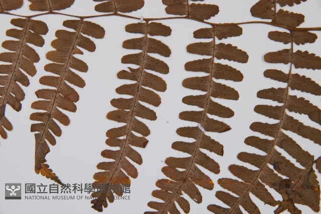 黑葉貞蕨藏品圖，第5張