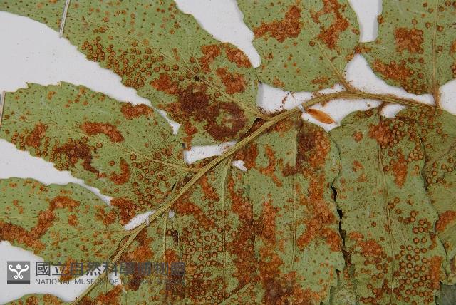 全緣貫眾蕨藏品圖，第3張