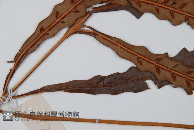 崇澍蕨藏品圖，第5張