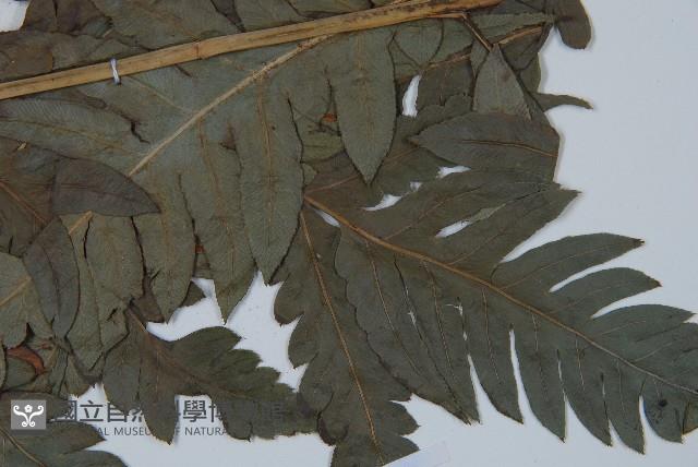 日本狗脊蕨藏品圖，第5張