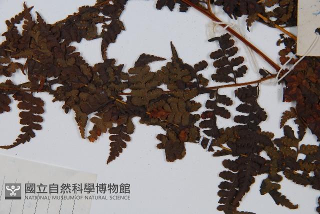 華南鱗蓋蕨藏品圖，第5張