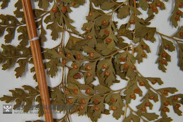 大膜蓋蕨藏品圖，第8張