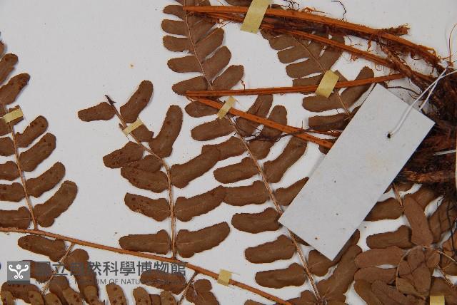 闊鱗鱗毛蕨藏品圖，第5張