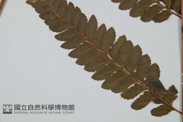 羽葉鱗蓋蕨藏品圖，第5張
