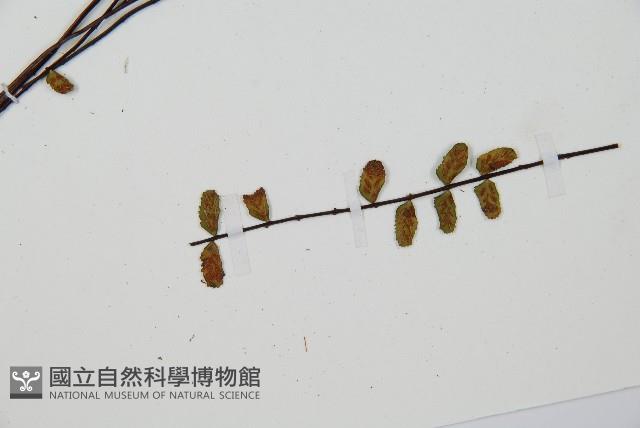 鐵角蕨藏品圖，第5張