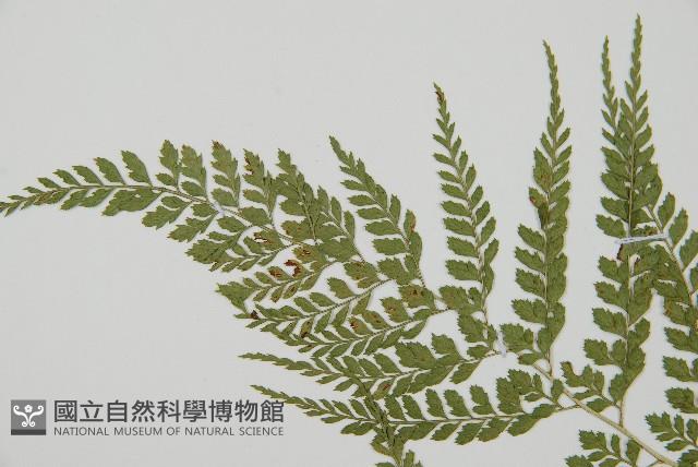 臺灣兩面複葉耳蕨藏品圖，第5張