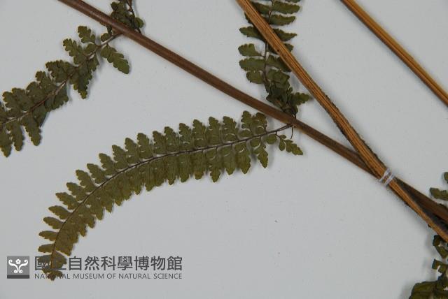 亞粗毛鱗蓋蕨藏品圖，第5張