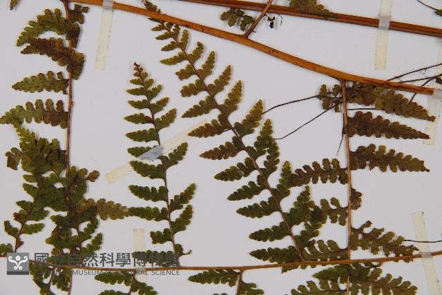 熱帶鱗蓋蕨藏品圖，第5張
