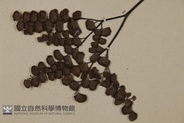 扇葉鐵線蕨藏品圖，第4張