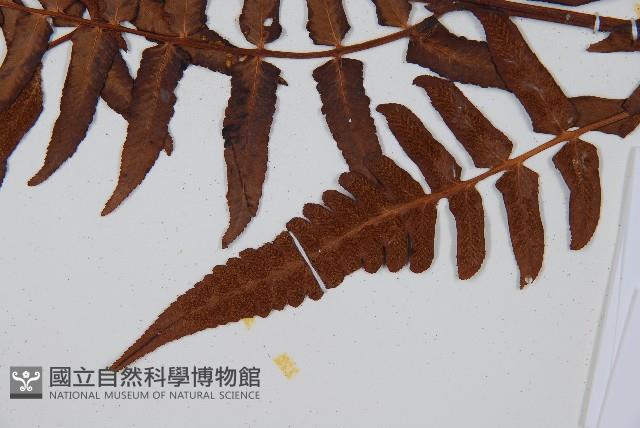 菜蕨藏品圖，第5張