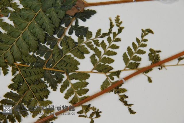 毛囊鱗蓋蕨藏品圖，第5張