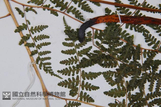 假冷蕨藏品圖，第5張