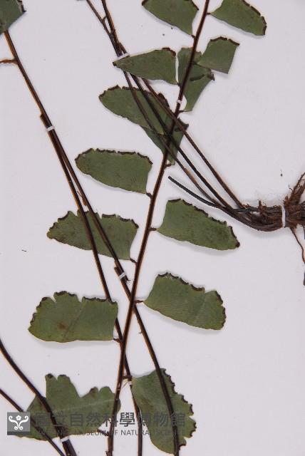 登錄號:P009855藏品圖，第5張