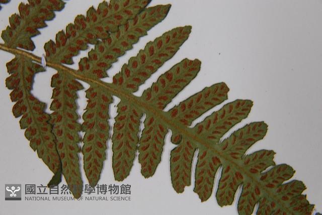 東洋蹄蓋蕨藏品圖，第5張