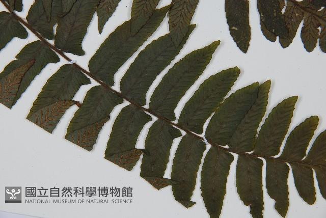 毛柄蹄蓋蕨藏品圖，第5張