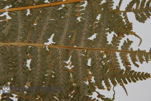 東北角蕨藏品圖，第5張