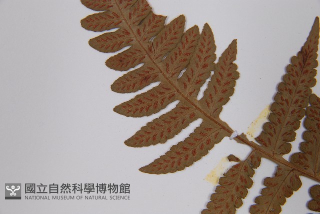 登錄號:P000255藏品圖，第5張