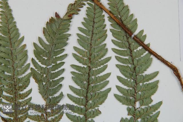 細葉複葉耳蕨藏品圖，第5張