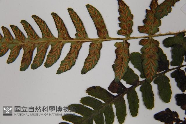 假蹄蓋蕨、東洋蹄蓋蕨藏品圖，第5張