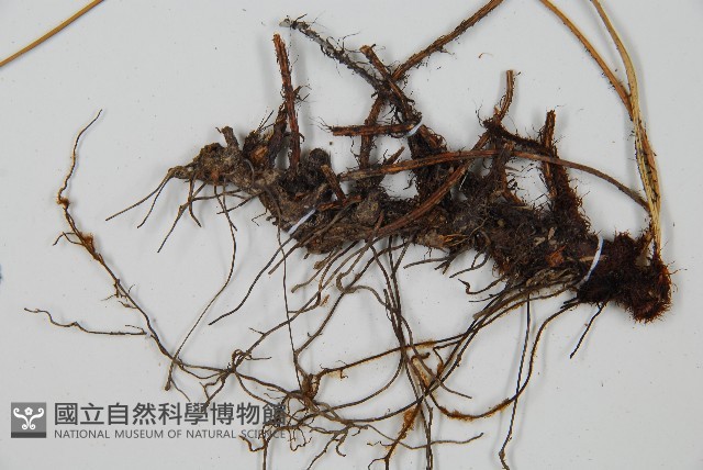 小葉複葉耳蕨藏品圖，第5張