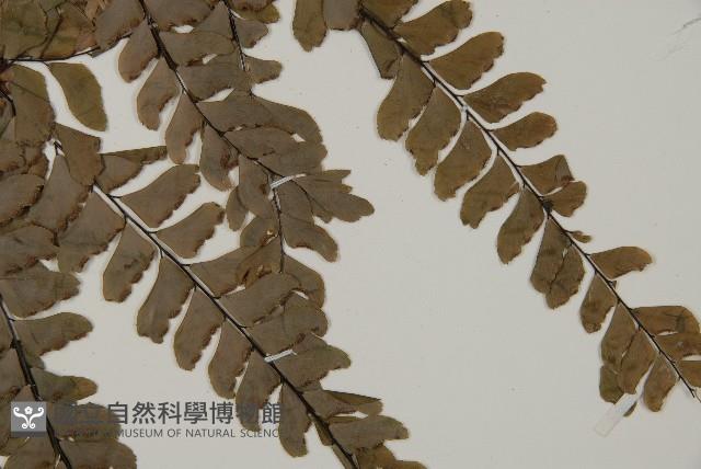 扇葉鐵線蕨藏品圖，第4張