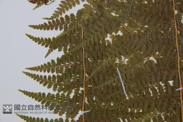 刺柄碗蕨藏品圖，第5張