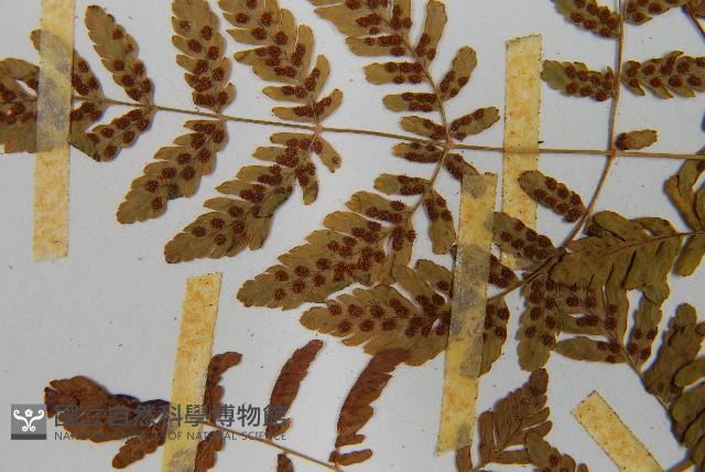 細裂羽節蕨藏品圖，第5張