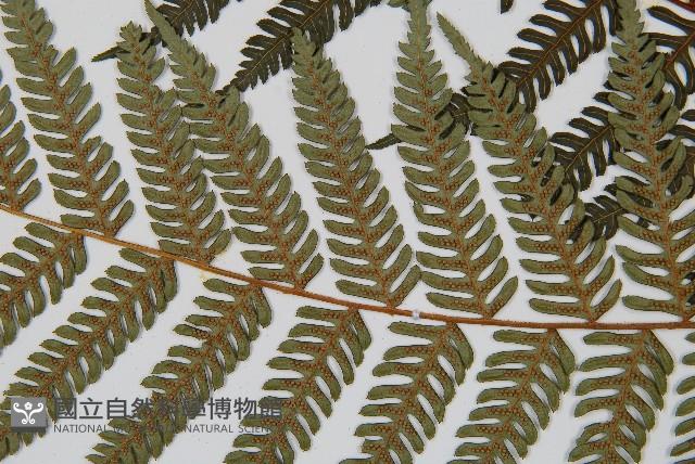 台灣桫欏藏品圖，第4張