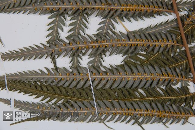 金狗毛蕨藏品圖，第8張