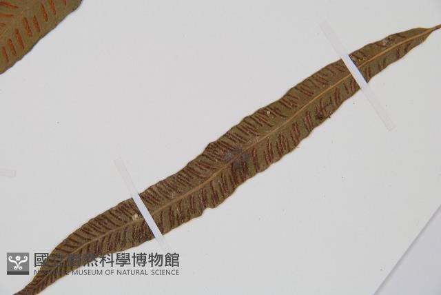 單葉雙蓋蕨藏品圖，第5張