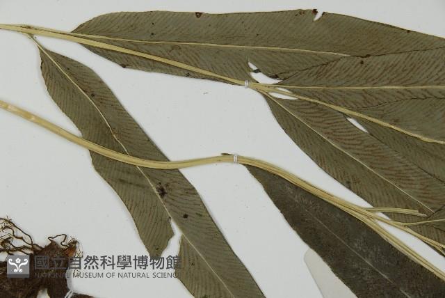 日本鳳丫蕨藏品圖，第5張