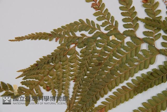 粗毛鱗蓋蕨藏品圖，第5張