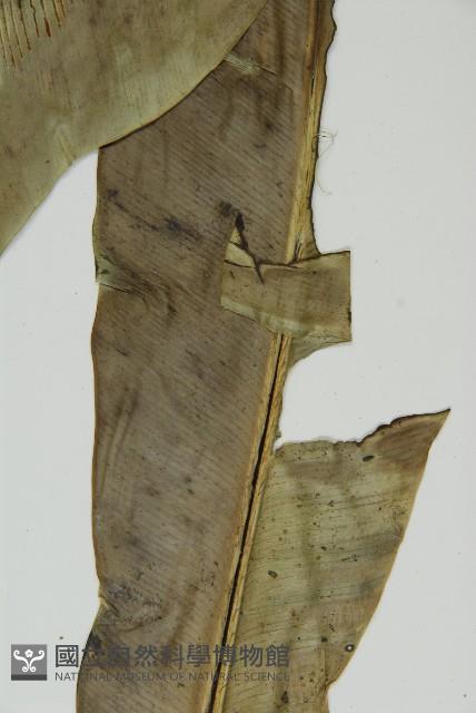 臺灣山蘇花藏品圖，第5張