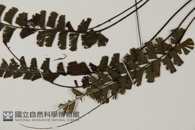 馬來鐵線蕨藏品圖，第8張