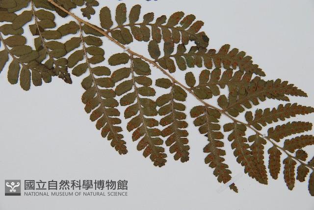 闊鱗鱗毛蕨藏品圖，第5張