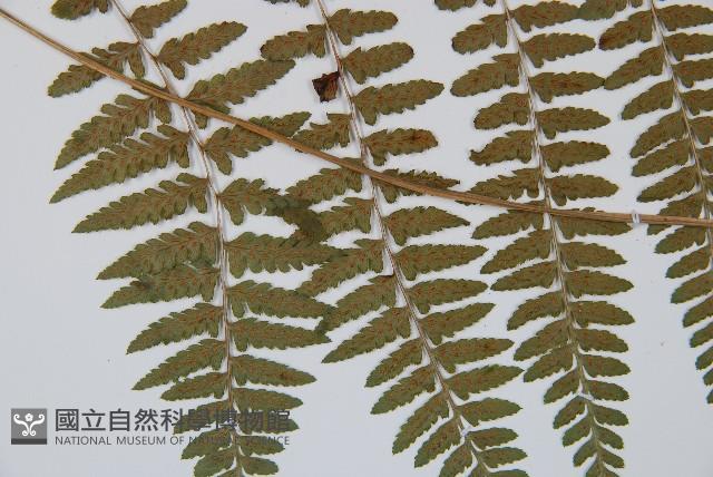 山蹄蓋蕨藏品圖，第5張