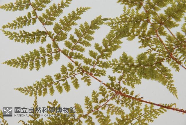 台灣小膜蓋蕨藏品圖，第5張