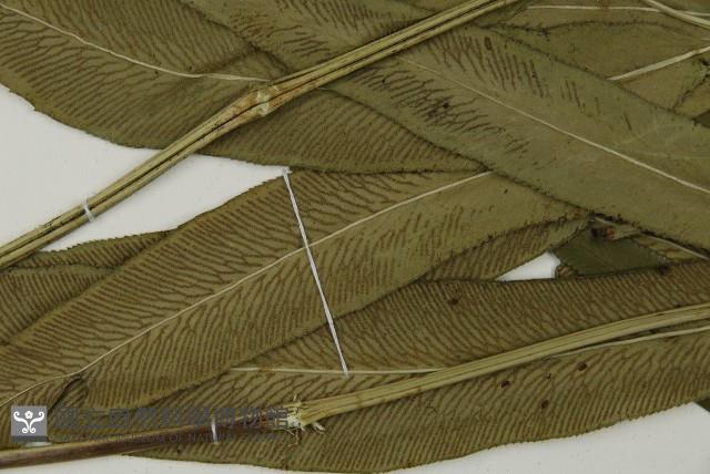 日本鳳丫蕨藏品圖，第5張