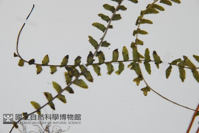 岩穴蕨藏品圖，第5張