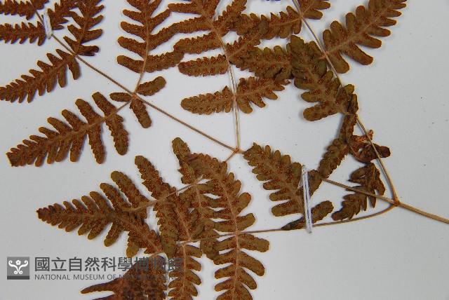 羽節蕨藏品圖，第5張