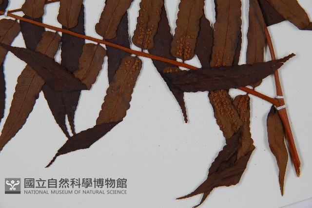 黑桫蕨藏品圖，第5張