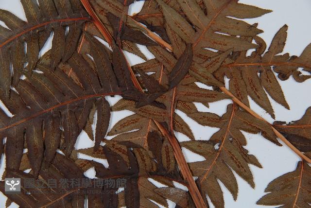 生芽狗脊蕨、頂芽狗脊蕨藏品圖，第5張